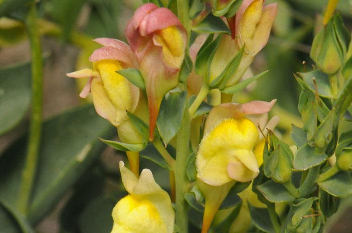 Yellow Toadfax is often called Butter and Eggs because of its showy attractive yellow and light colored flowers that superficially resemble butter and eggs. Linaria vulgaris